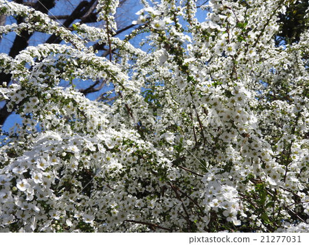Snowflake flowers are beautiful in appearance as branches are covered with bouquets. It seems that snow is piled up from a distance. 21277031