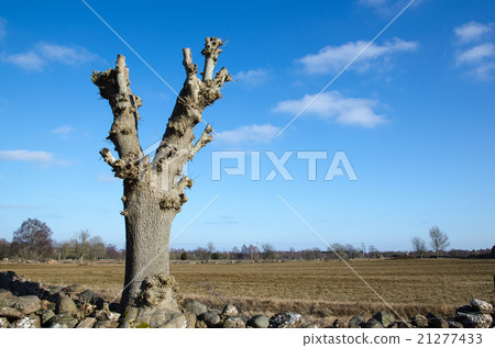 Lopped tree by a field Lopped tree by a field 21277433