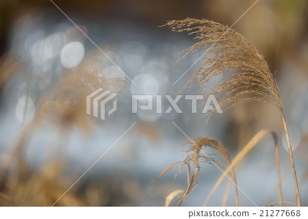 Rinse in clear stream 21277668