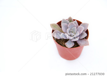 多汁植物 21277830