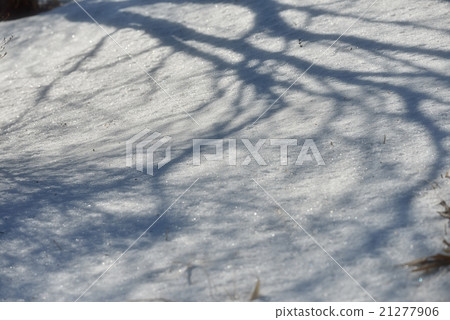 Shadow seen by lizard 21277906