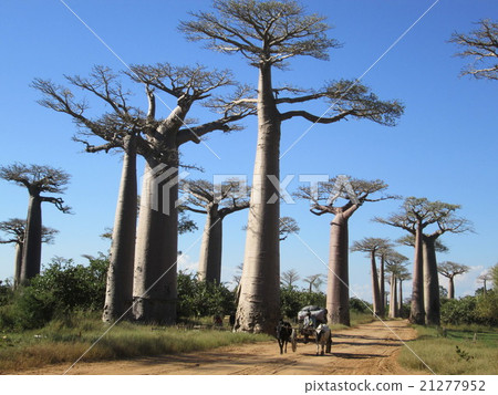 Madagascar Baobab Highway Madagascar Baobab Highway 21277952