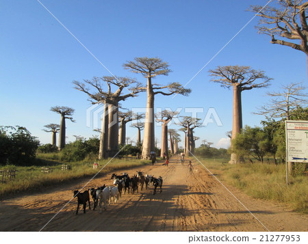 Madagascar Baobab Highway Madagascar Baobab Highway 21277953