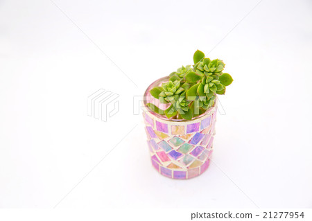 Succulent plants Succulent plants 21277954