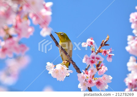 Sakura and mejiro (N) 21278269