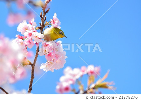 Sakura and mezzo 21278270