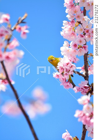 櫻花和mezzo 21278272