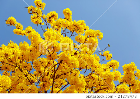 Yellow tabebuia flower blossom Yellow tabebuia flower blossom 21278478