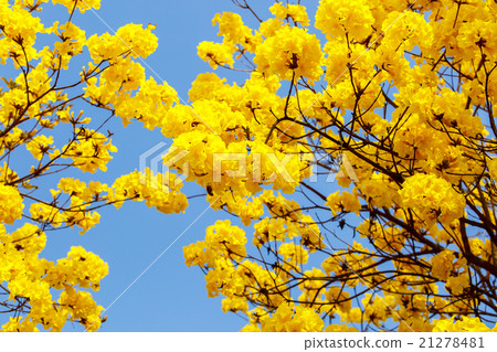 Yellow tabebuia flower blossom 21278481