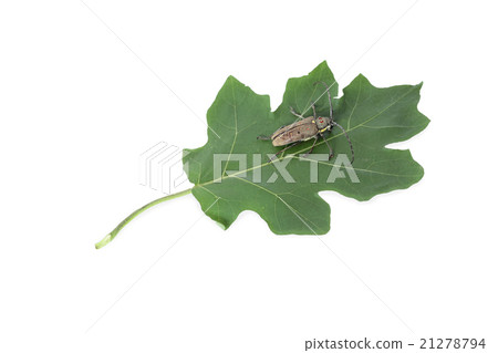 scarab beetle scarab beetle 21278794