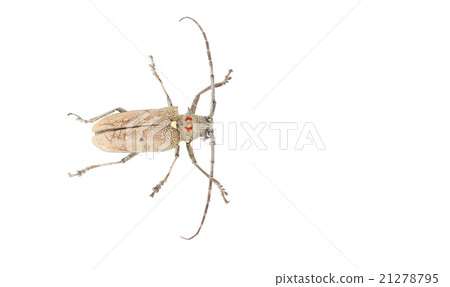 Dorysthenes walkeri 21278795