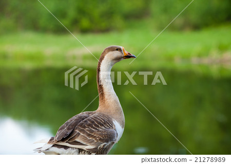 Grey goose walking on the lake bank Grey goose walking on the lake bank 21278989