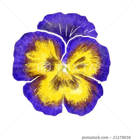 Pansy 21279036
