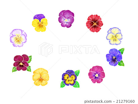 Pansy Pansy 21279160