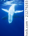 Underwater photograph of Tonga humpback whale 21279283