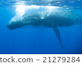 Underwater photograph of Tonga humpback whale 21279284