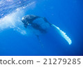 Underwater photograph of Tonga humpback whale 21279285