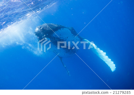 Underwater photograph of Tonga humpback whale 21279285