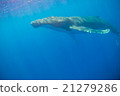 Underwater photograph of Tonga humpback whale 21279286