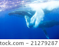 Underwater photograph of Tonga humpback whale 21279287