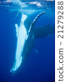 Underwater photograph of Tonga humpback whale 21279288