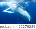 Underwater photograph of Tonga humpback whale 21279289