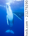 Underwater photograph of Tonga humpback whale 21279290