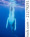 Underwater photograph of Tonga humpback whale 21279291