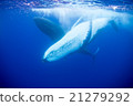 Underwater photograph of Tonga humpback whale 21279292