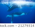 Underwater photograph of Tonga humpback whale 21279314