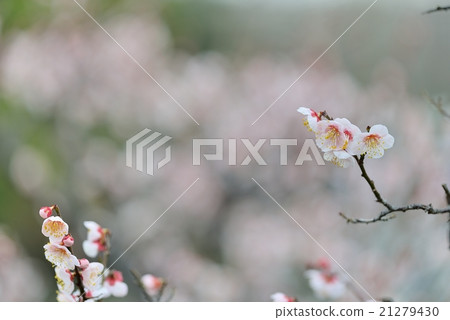 不要放棄你的希望 不要放棄你的希望 21279430