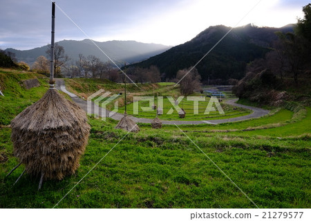 梯田的曙光(奈良縣高志郡朝霞村) 梯田的曙光(奈良縣高志郡朝霞村) 21279577