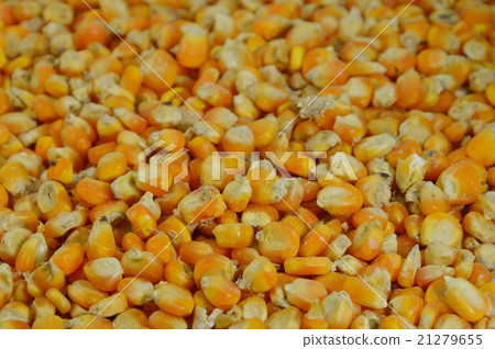 corn seed damage from weevil feeding corn seed damage from weevil feeding 21279655