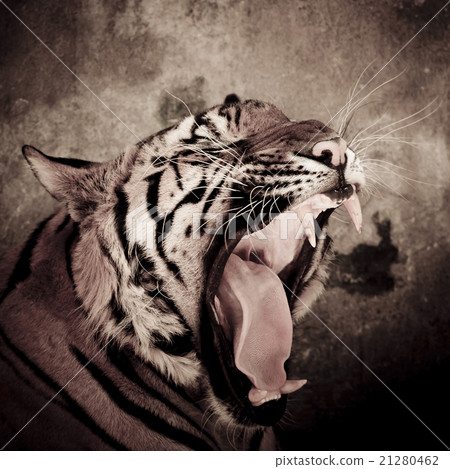 图库照片: close up of a tigers face with bare teeth