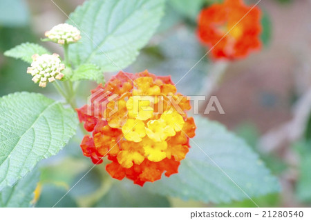 Lantana · Camara Lantana · Camara 21280540