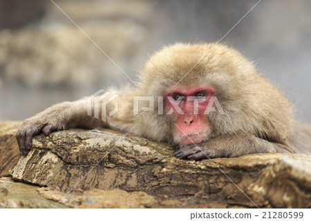 Snow monkey 21280599