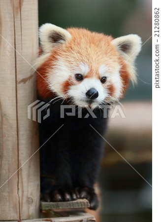 Redress Panda 11 Redress Panda 11 21280862