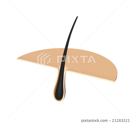 Hair section Hair section 21283221