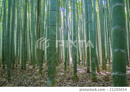 Bamboo forest 21285654