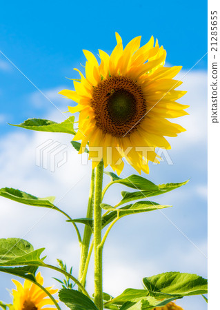 Sunflower in a field 21285655