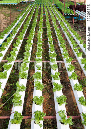 Organic hydroponic vegetable garden 21286368