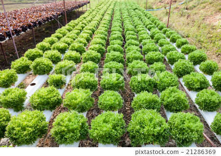 Organic hydroponic vegetable garden 21286369