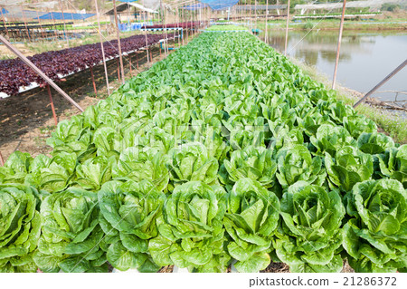 Organic hydroponic vegetable garden Organic hydroponic vegetable garden 21286372