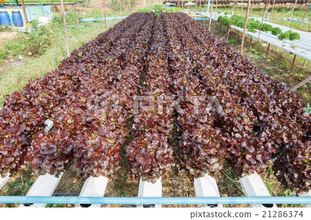 Organic hydroponic vegetable garden 21286374