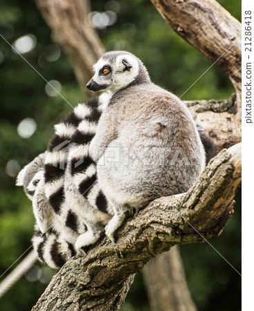 Group of Ring-tailed lemurs (Lemur catta) on the tree branch 21286418