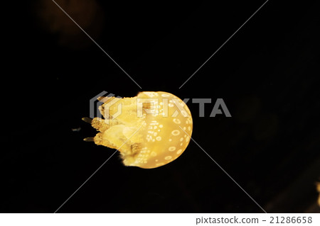 jellyfish  21286658