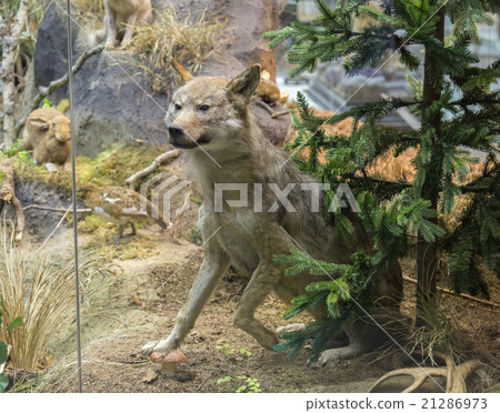 Wild Wolf in a forrest Wild Wolf in a forrest 21286973