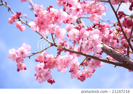 Sakura (Sunlight cherry blossoms) Sakura (Sunlight cherry blossoms) 21287216