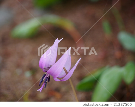 Katakuri no Hana（埼玉縣深谷市） 21287500