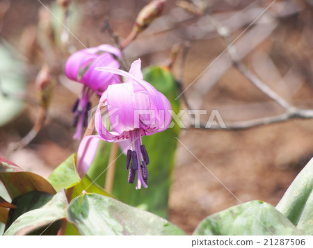 Katakuri no Hana(埼玉縣深谷市) Katakuri no Hana(埼玉縣深谷市) 21287506